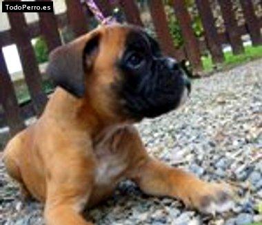 Foto del perro Tango