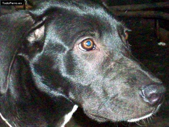 Foto del perro Blacky