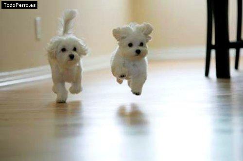 Foto del perro Cokie y bruno