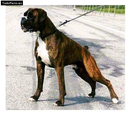 Foto del perro Bron