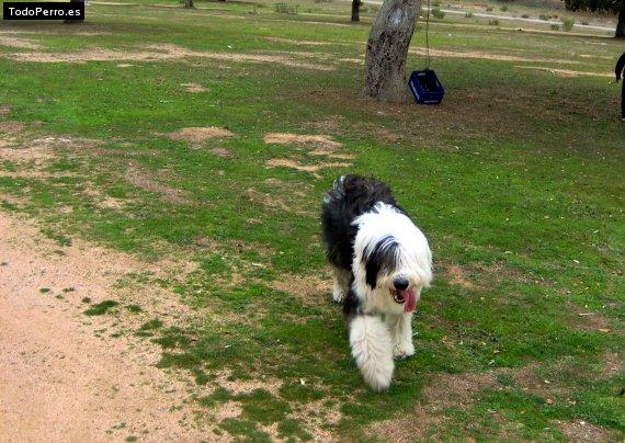 Foto del perro Balloo