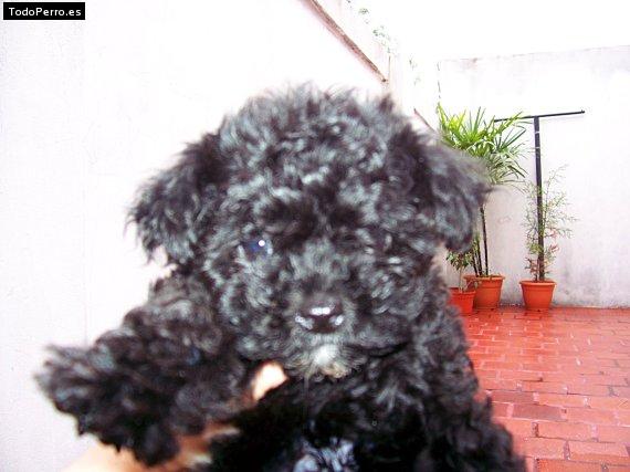 Foto del perro Nano