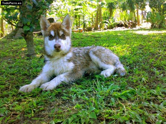 Foto del perro Lobito