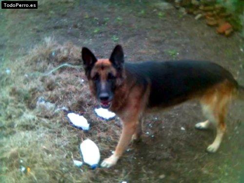Foto del perro Baco