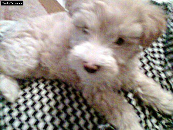 Foto del perro Betsy