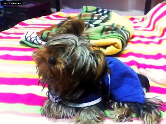 Foto del perro Tammy tu