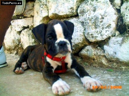 Foto del perro Shira