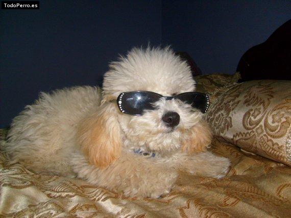 La foto del perro Cot Foto del perro Cot