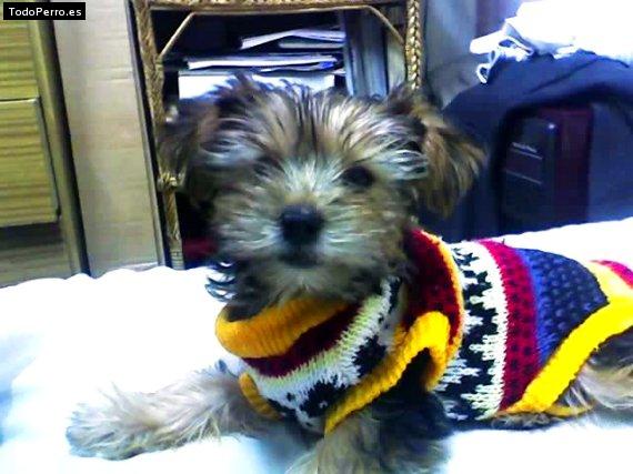 Foto del perro Toffee
