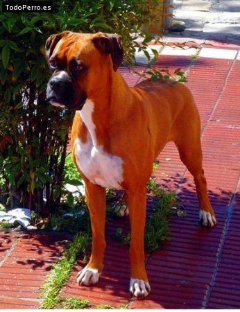 Foto del perro Honey