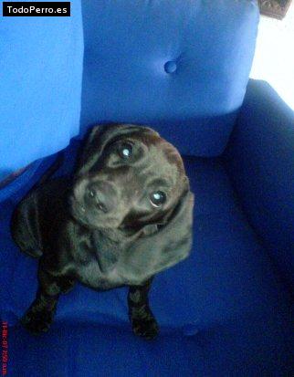 Foto del perro Matea