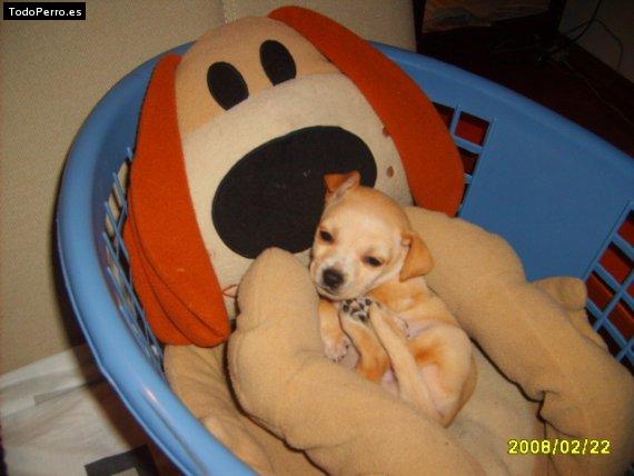 Foto del perro Meshito