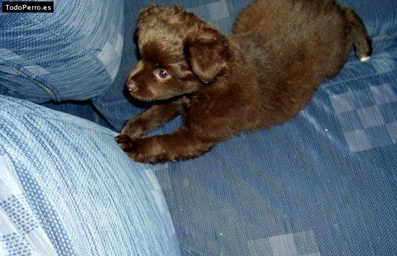 Foto del perro Mona