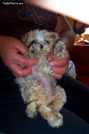 La foto del perro Ruby Foto del perro Ruby