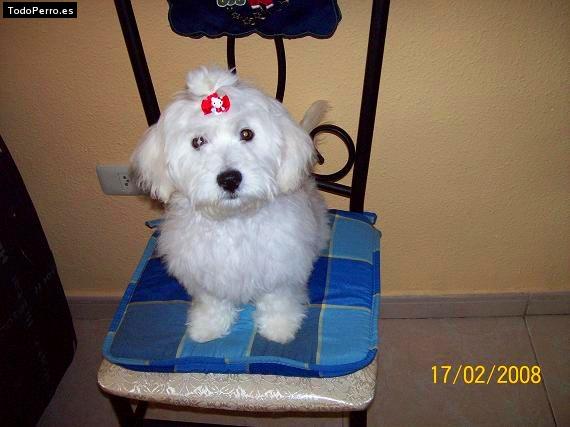 Foto del perro Blanquita