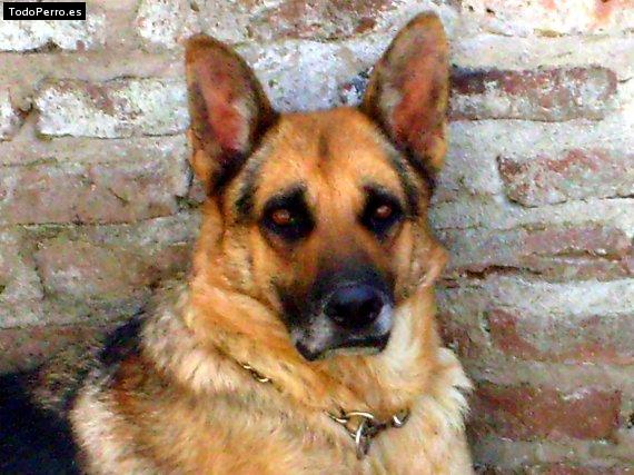 Foto del perro Bart