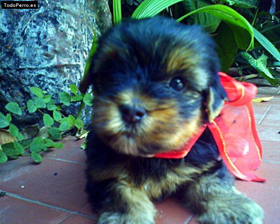 Foto del perro Rooster