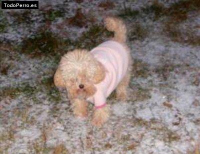 La foto del perro Chechu Foto del perro Chechu