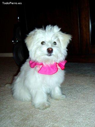 Foto del perro Sixty