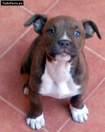 Foto del perro Markus