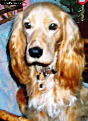 Foto del perro Coky
