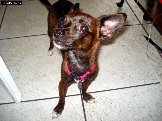 Foto del perro Chispi