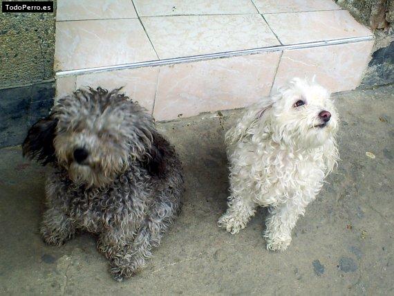 Foto del perro Arany y negus