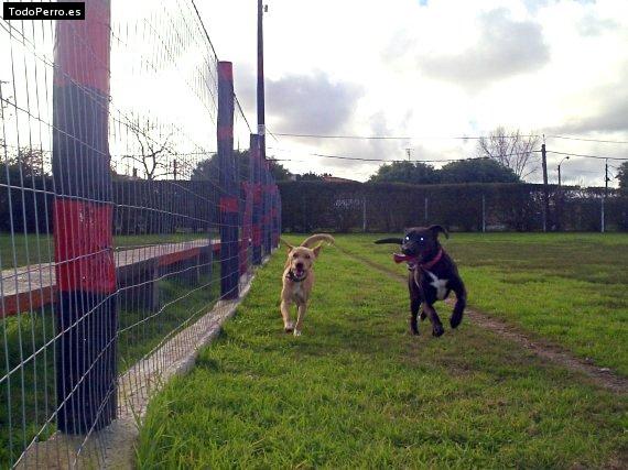 Foto del perro Layla y pupppy