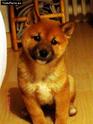 Foto del perro Tango
