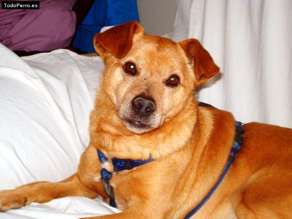 Foto del perro Tort