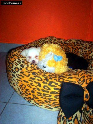 Foto del perro Baron