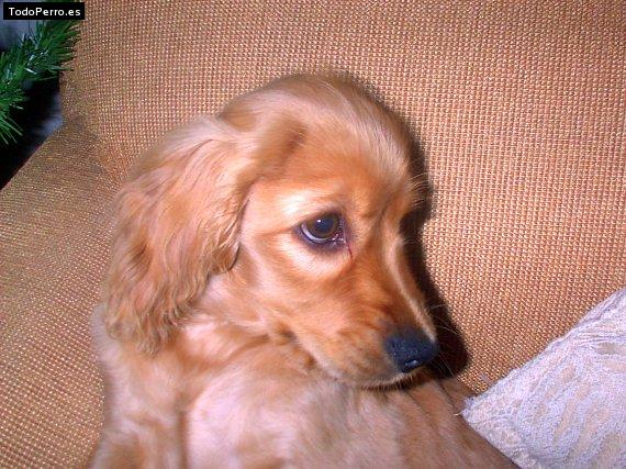 Foto del perro Wanda