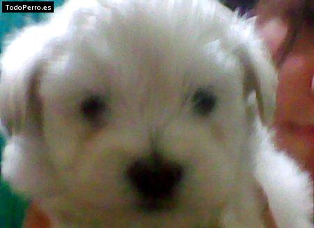 Foto del perro Chugo