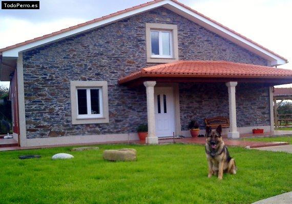 Foto del perro Sor