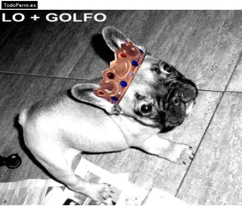 Foto del perro Golfo