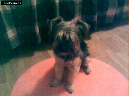 Foto del perro Maggy