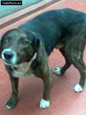 Foto del perro Tifon