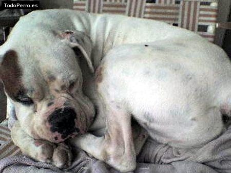 Foto del perro Spikey