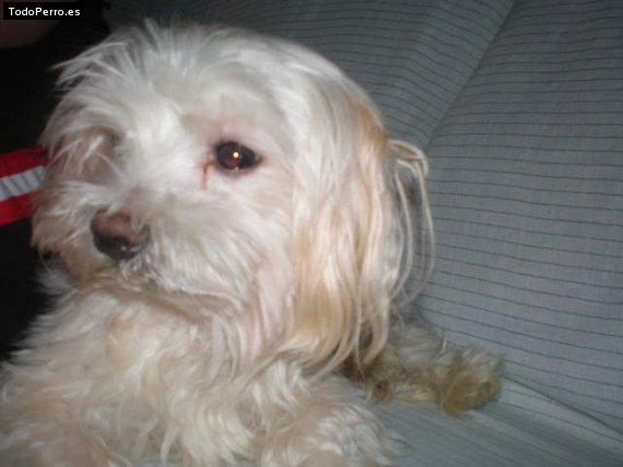 Foto del perro Chicky