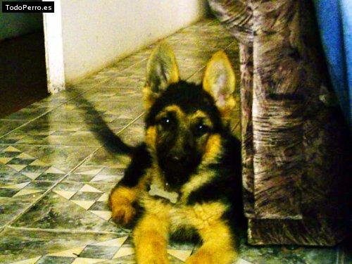Foto del perro Naysa