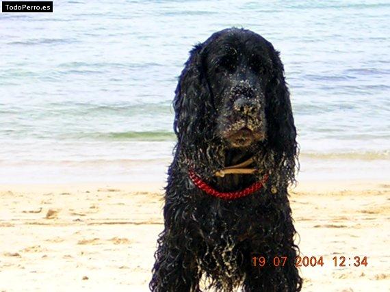 Foto del perro Baddy