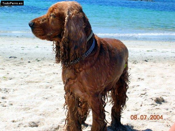 Foto del perro Blondy