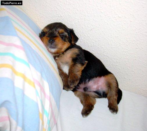 Foto del perro Hulky