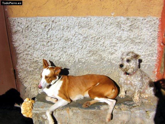 Foto del perro Lucera y kika