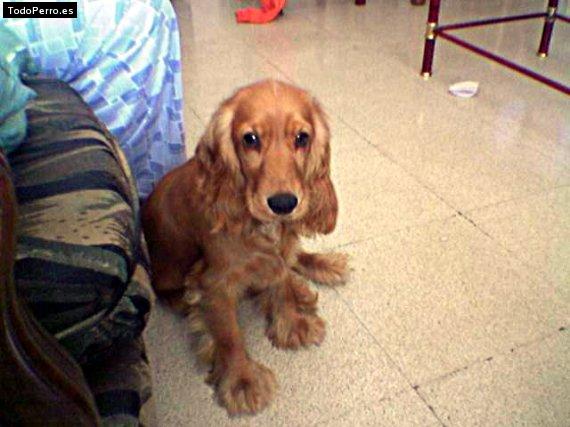 Foto del perro Nuska