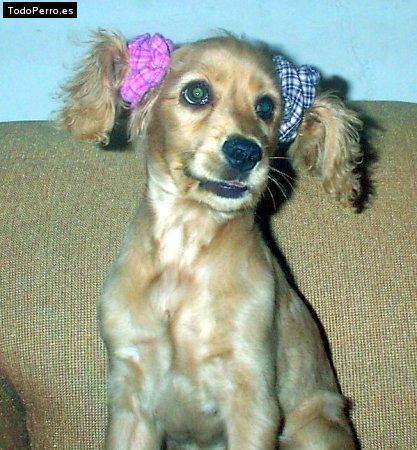 Foto del perro Wandiux