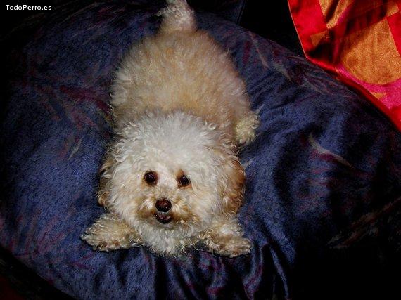 Foto del perro Jiajiajito