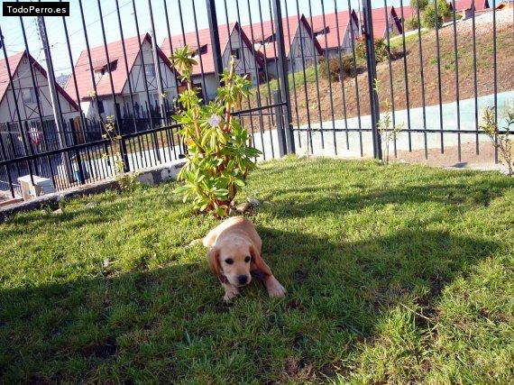 Foto del perro Churejas 