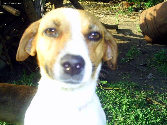 Foto del perro Muñeca