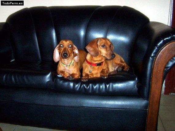 Foto del perro Gina y whisky